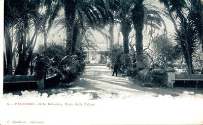 Palermo Botanical Garden viale delle Palme F. small not shipped