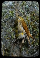 HANDGETÖNTES magisches Laternendia A JUNGER KESTRAL NR1 UM 1920 FOTO VOGEL ORNITHOLOGIE