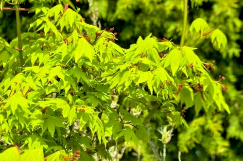 15 SEMI D'ACERO GIAPPONESE GLORIA AUTUNNALE - Acer palmatum 'Gloria d'autunno' - Foto 5 di 8