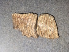 Mammut Backenzahn Fossil Pleistozän Versteinerung Eiszeit, Niederreihn 2 Teile