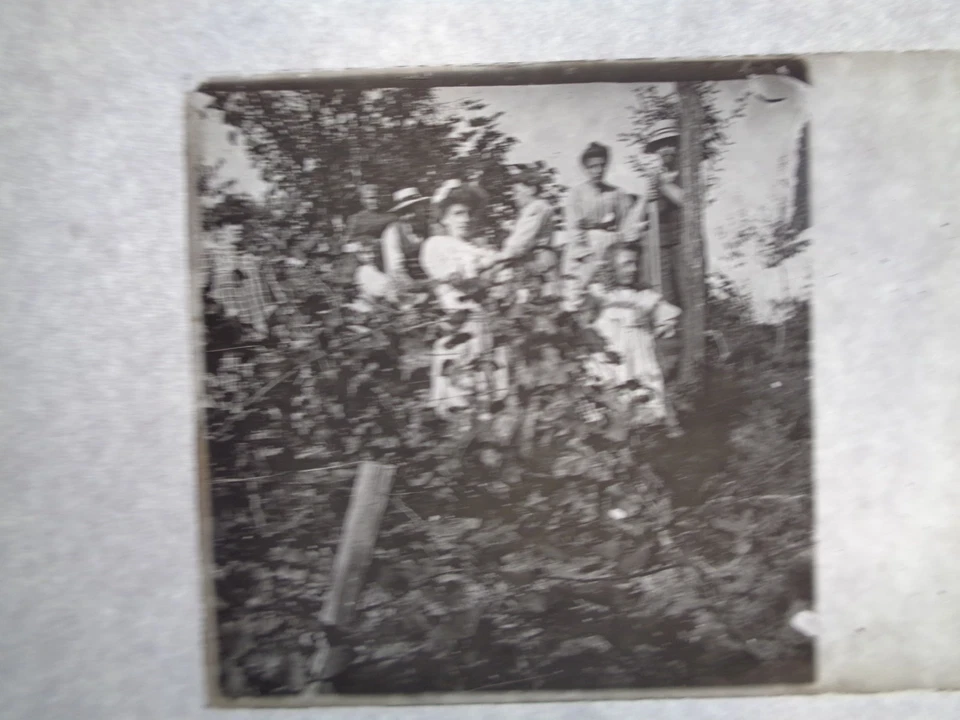 Plaque stéréoscopique vendanges dans le Tarn vers 1900 - Photo 1/1
