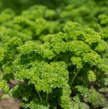 1,000+ MOSS CURLED PARSLEY SEEDS NON GMO (1000 Seeds)