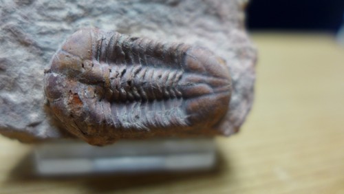 GEOLOGICAL ENTERPRISES Devonian Fossil Trilobite Ductina vietnamica - Picture 2 of 5