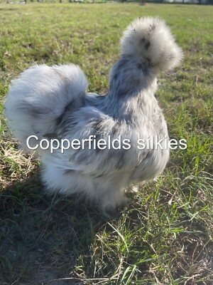 8+  Bearded Silkie Hatching Eggs Assorted Colors  from color separate pen ''NPIP''