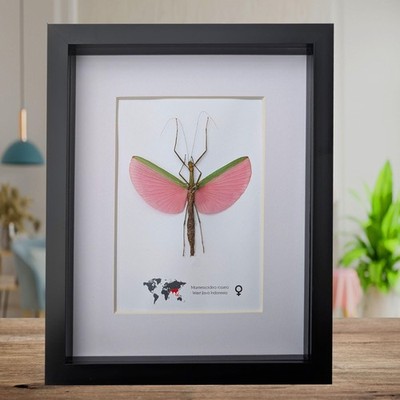 Gerahmter rosa Gehstock Insektenpräparat, Präparat aus ethischen Quellen