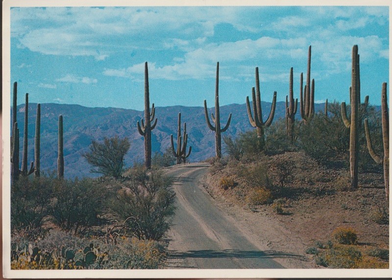 Postcard Desert Roadway through the Saguaros Arizona USA