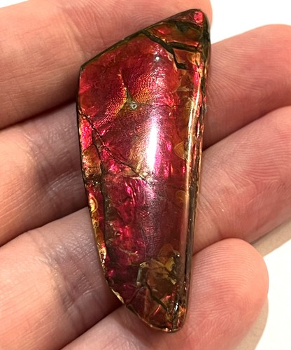 RARE AMMOLITE AMMONITE Dinosaur Era Fossil Gem Stone Shell 2.1 Inches