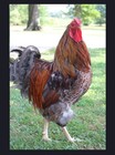 6 Farm Fresh Hatching Eggs Fancy BLUE LACED RED WYANDOTTE Brahpi Orpington ❤️eb — photo 7