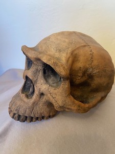 replica skull of h.erectus