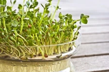 Alfalfa - Organic - Sprouting Seeds - 8000-1000 seeds