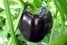 Seeds Black Bell Pepper 25+ Seeds