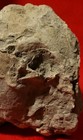 ALIEN SKULL REAL BONE EXTRATERRESTRIAL RARE SPECIMEN UFO SPACE NASA GOVERNMENT  — photo 1