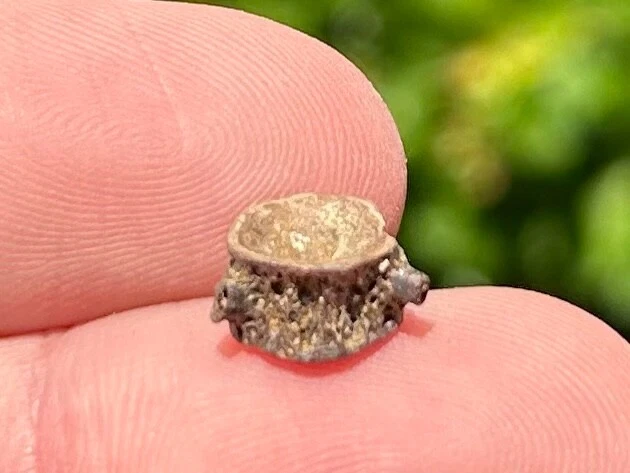 Dinosaur Age Fossil Vertebrae Hell Creek Formation Reptile Amphibian Fish - Image 2 of 4