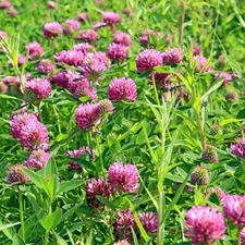 Clover - Medium red. Ground cover. 2000 seeds