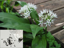 Aglio selvatico, fiore di aglio dell'orso, aglio selvatico perenne, semi di piante perenni