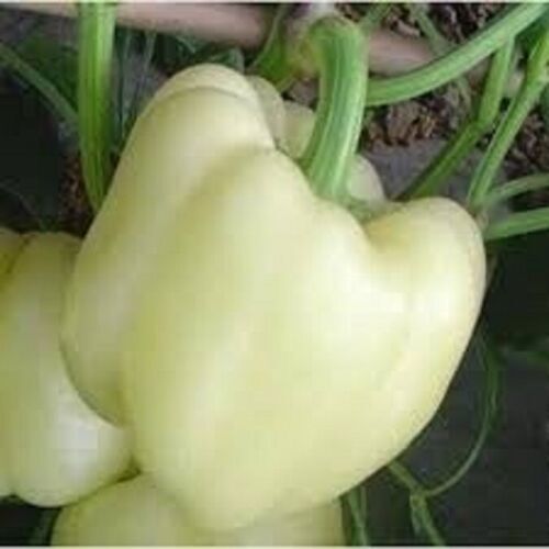 200 White Bell Pepper Seeds Chili Capsicum Seed Organic Heirloom - Afbeelding 7 van 7