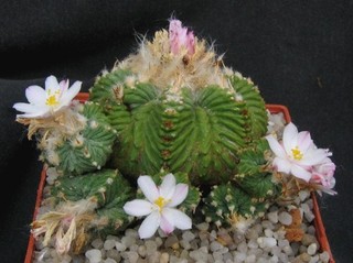 Aztekium ritteri „Pentacostatum“ ew Kakteen Kaktus Ariocarpus Astrophytum