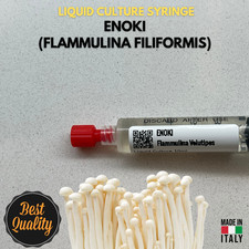Cultura Liquida Fungo Enoki - Flammulina velutipes - Micelio Professionale