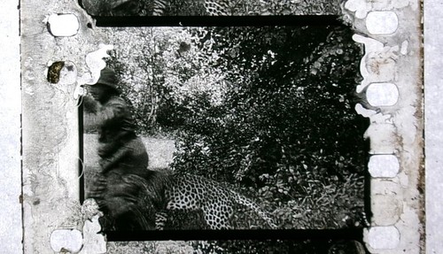 Vintage 1920s(?) 35mm comedy film Hunting in AFRICA - Picture 12 of 19