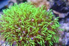 Live Green Star Polyp GSP Coral Frag Saltwater Marine Reef