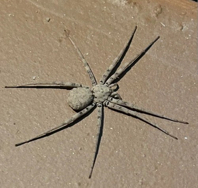 #ad One 1 LIVE Assassin Sand Spider Homalonychus selenopoides $21.99