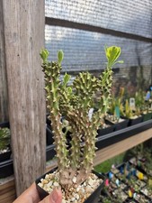 Euphorbia Neriifolia Variegated Crest Rare Succulent Live Plant