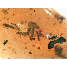 SAP BEETLE NEST in Burmese / Burmite amber fossil / 100% genuine amber 