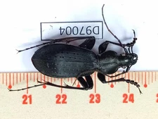 D97004-insects Carabidae from Vietnam North