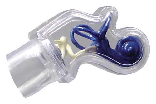 Ear CLEAR GPI Anatomical Model wKey Card LFA #2251. Make Us an Offer! SEE VIDEO - Picture 2 of 4