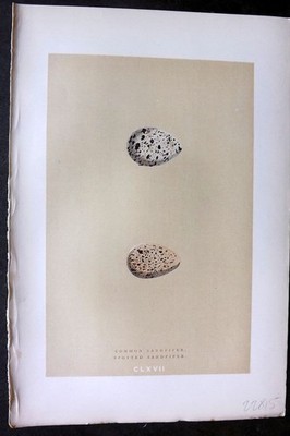 Morris 1896 Antique Bird Egg Print. Common Sandpiper 167