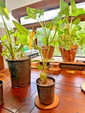 Zantedeschia Aethiopica 'Hercules' Giant Calla Lily Live Plant - rare & dramatic