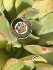Antique MWA Leaf Screw Back Lapel Botton Modern Woodmen Of America Fraternal — photo 2