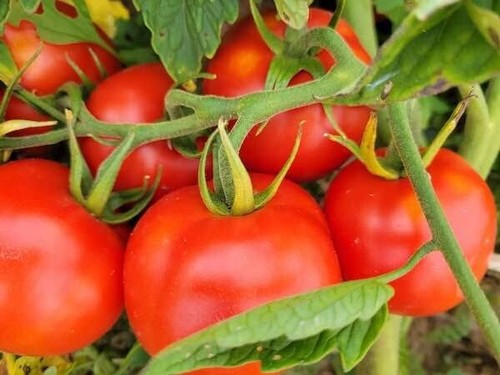 TOMATO SIBERIAN 15/25 seeds COOL CLIMATE OK High Yields Flavoursome * BONUS - Picture 3 of 6
