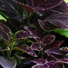 sale - TWO (2) live coleus sm starter plants 3-5" - purple, deep plum, dark wine