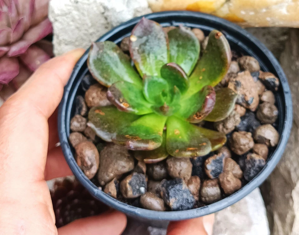 Echeveria Black Prince rare succulent cactus cacti live plant free gift - Image 4 of 4