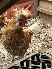 3+extras Chamois Spangled Appenzeller Spitzhauben Hatching Eggs 🥚🥚🐣🐣🐣🥚🥚