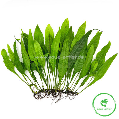 25x Microsorum pteropus / Javafarn (Versand gratis)
