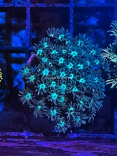 CE- WYSIWYG Peppermint Rainbow Goni Frag - Live Coral Frag LPS SPS #RZE2