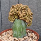 Foto 13 di 24
