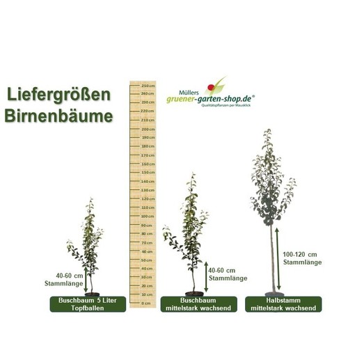 Williams Christ beliebte Herbstbirne Birnenbaum Buschbaum Halbstamm Hochstamm - Bild 4 von 12
