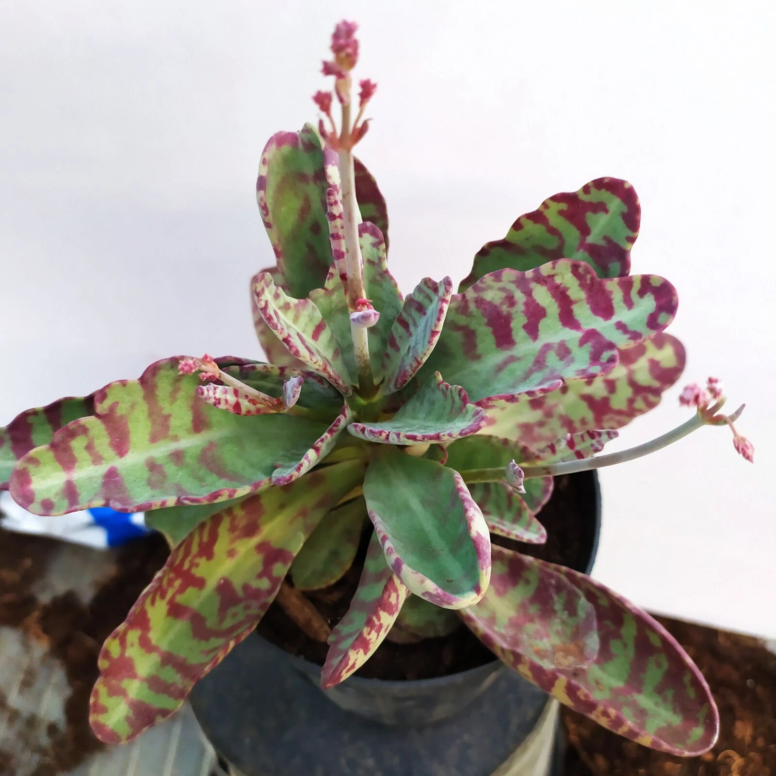 Foto 5 di 6