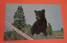 Postcard Greetings From Christmas Michigan Black Bear Cub FREE USA SHIPPING