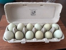 12  fertile green hatching eggs READ DESCRIPTION