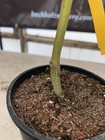 Acer palmatum 'Judith Ann' Japanese Maple 1 Gallon — photo 5