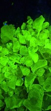 1 lb Rare yellow cullet slag Vaseline uranium UV blacklight glass pieces