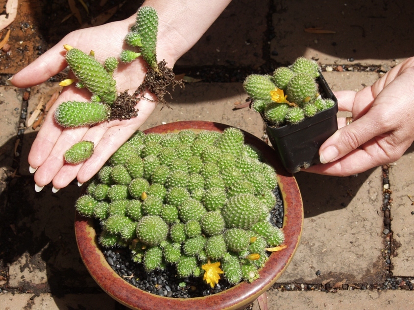 Cactus Rebutia fabrisii v aureiflora yellow fls 15 plants drought tolerant  LARGE | eBay
