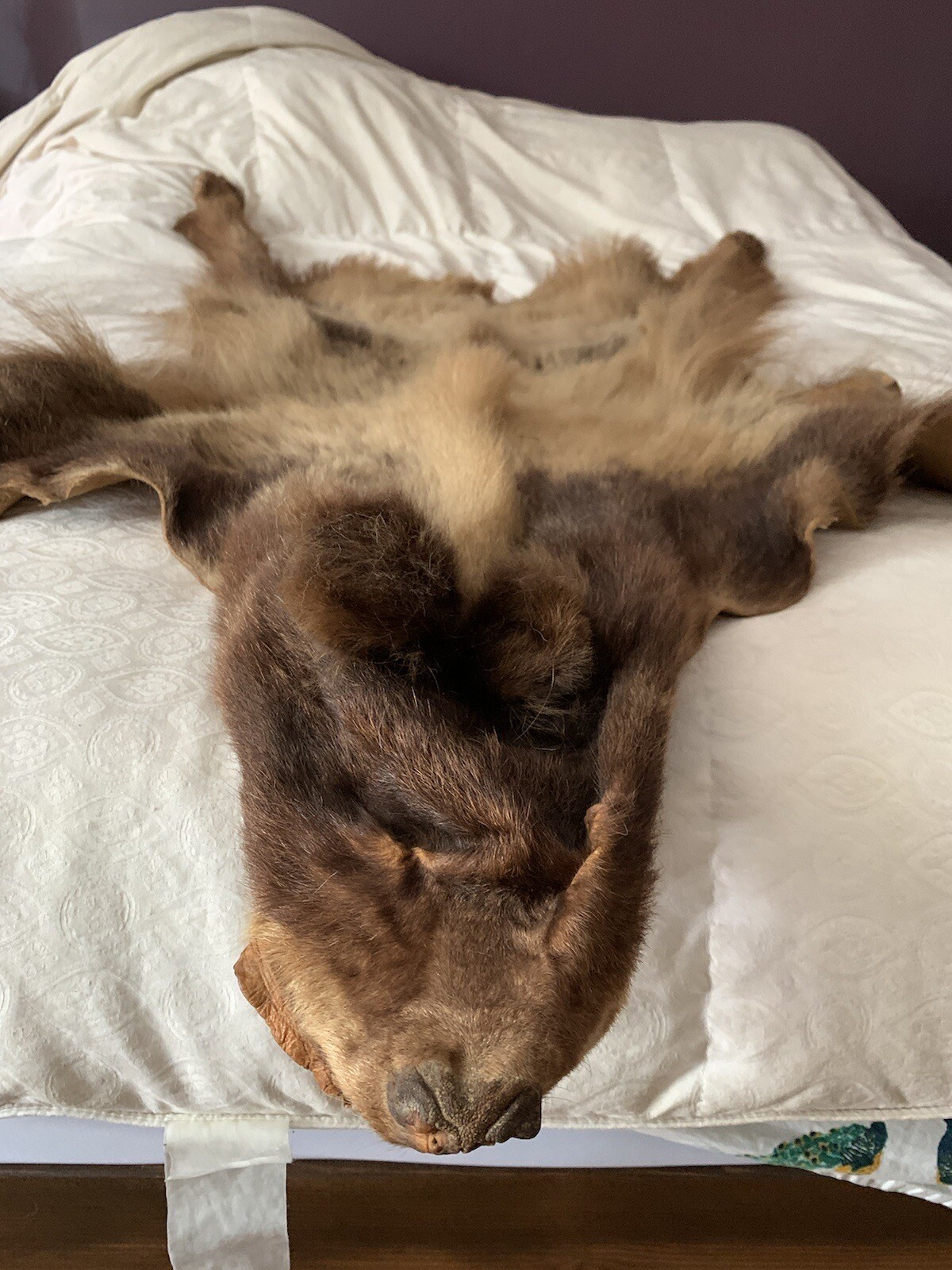 Bearskin Color Phase Hide Pelt Rug eBay