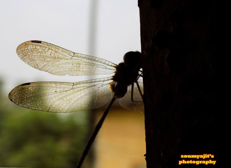 Nikon Coolpix L340 Digital Bridge Camera 20.2MP 28x Optical Zoom Tested
