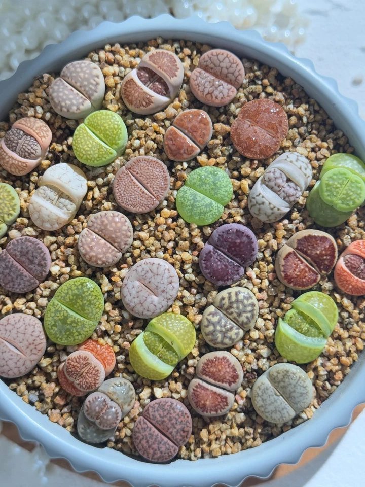 Live 10pc Lithops assorted succulents, 0.6-0.8" Bare root Wedding Favors - Image 3 of 4