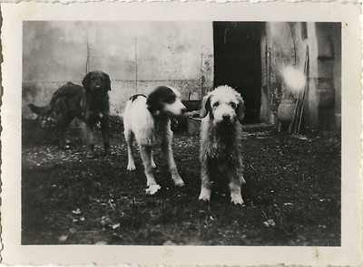 ALTES FOTO - VINTAGE SNAPSHOT - TIER HUND LUSTIG - DOG FUNNY